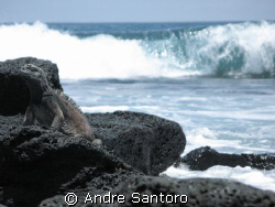 Marine Iguana in the Galapagos Islands
Canon G7 by Andre Santoro 